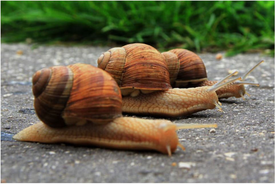 Học chậm Phải làm sao